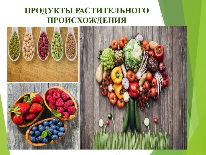 ПРОДУКТЫ РАСТИТЕЛЬНОГО ПРОИСХОЖДЕНИЯ