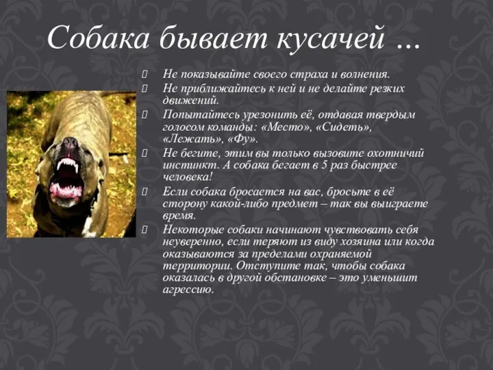 Собака бывает кусачей … Не показывайте своего страха и волнения. Не приближайтесь