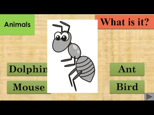 Mouse Ant Dolphin Bird What is it? Animals
