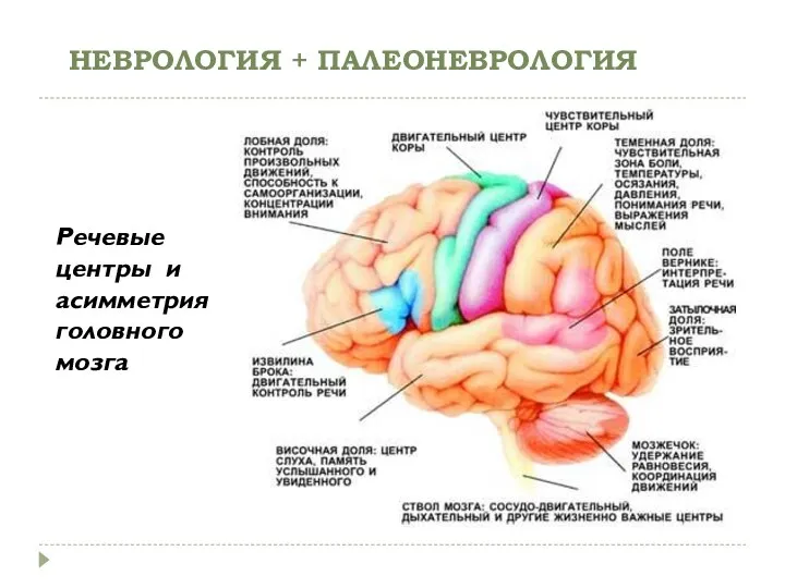 НЕВРОЛОГИЯ + ПАЛЕОНЕВРОЛОГИЯ Речевые центры и асимметрия головного мозга