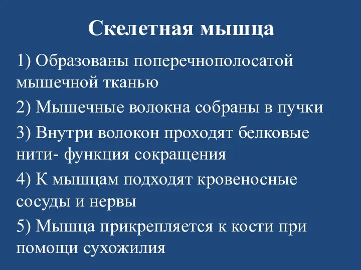 Скелетная мышца 1) Образованы поперечнополосатой мышечной тканью 2) Мышечные волокна собраны в