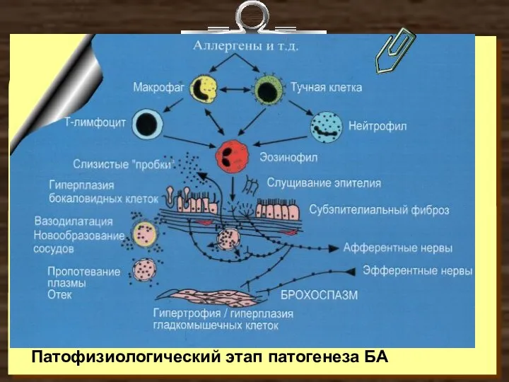 Патофизиологический этап патогенеза БА