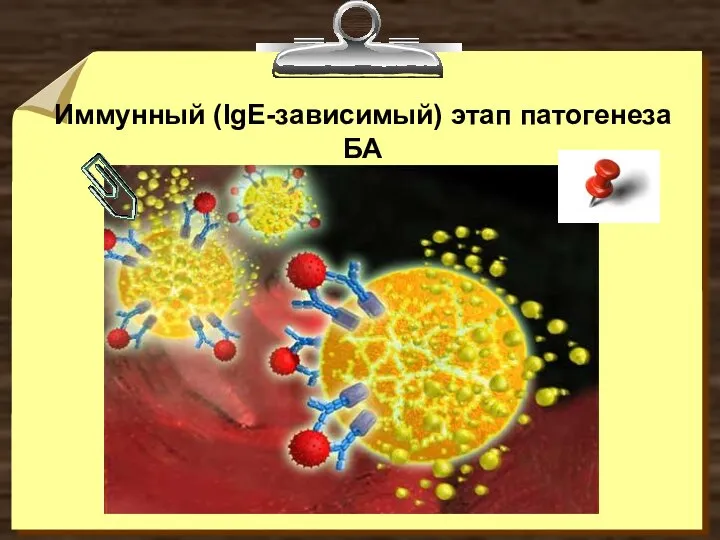 Иммунный (IgE-зависимый) этап патогенеза БА