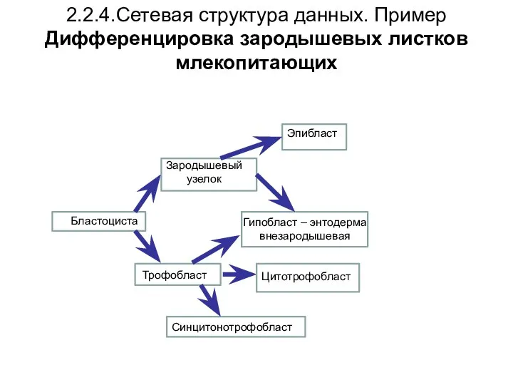 2.2.4.Сетевая структура данных. Пример Дифференцировка зародышевых листков млекопитающих Бластоциста Трофобласт Зародышевый узелок