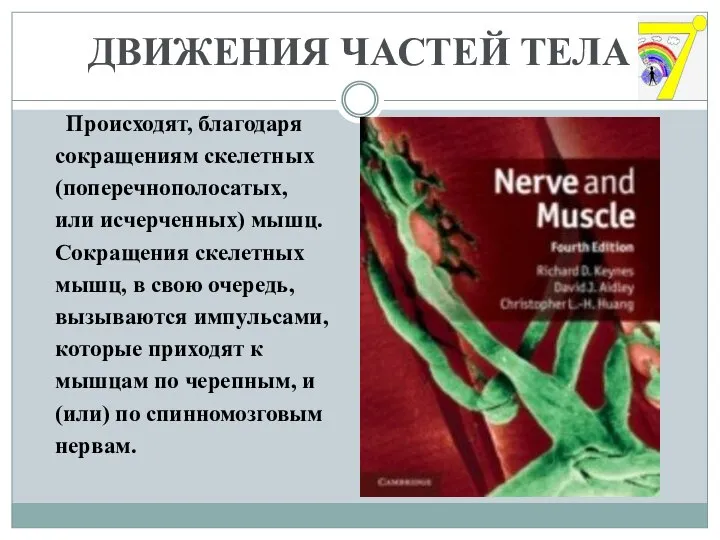 ДВИЖЕНИЯ ЧАСТЕЙ ТЕЛА Происходят, благодаря сокращениям скелетных (поперечнополосатых, или исчерченных) мышц. Сокращения