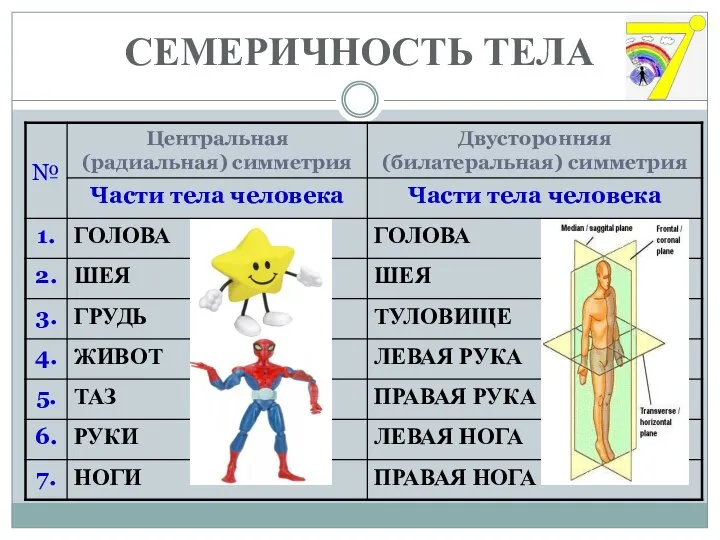 СЕМЕРИЧНОСТЬ ТЕЛА