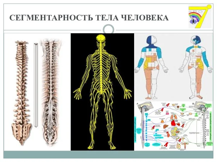 СЕГМЕНТАРНОСТЬ ТЕЛА ЧЕЛОВЕКА