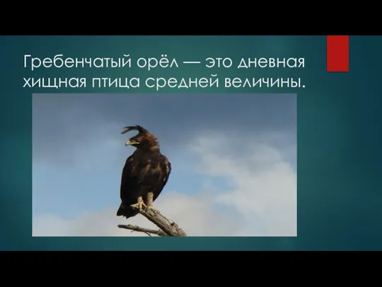 Гребенчатый орёл — это дневная хищная птица средней величины.