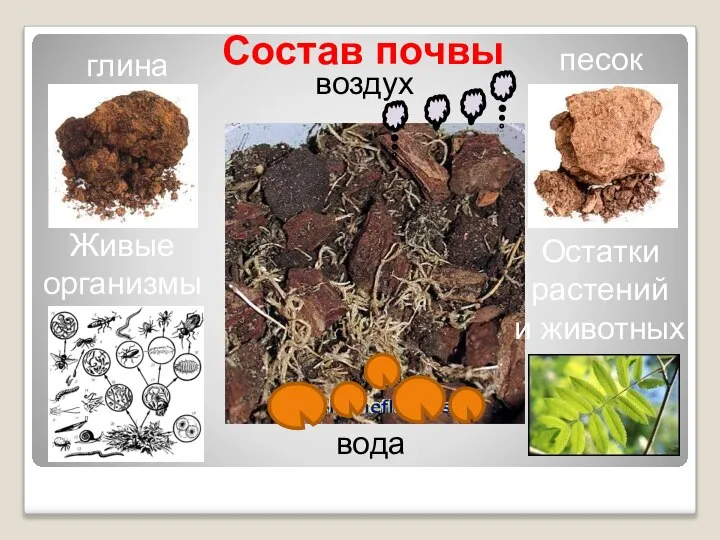 Состав почвы глина песок Живые организмы Остатки растений и животных вода воздух