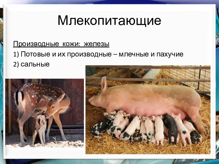 Млекопитающие Производные кожи: железы 1) Потовые и их производные – млечные и пахучие 2) сальные