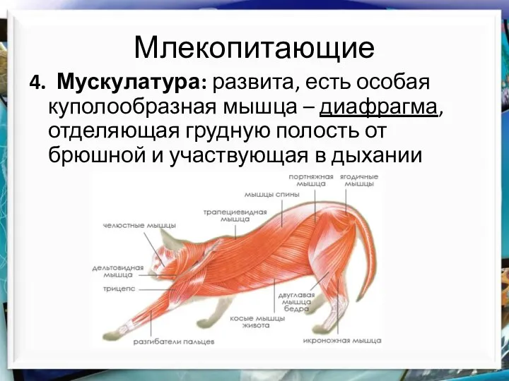 Млекопитающие 4. Мускулатура: развита, есть особая куполообразная мышца – диафрагма, отделяющая грудную