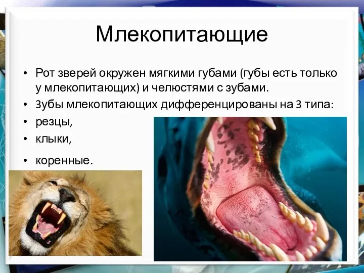 Млекопитающие Рот зверей окружен мягкими губами (губы есть только у млекопитающих) и