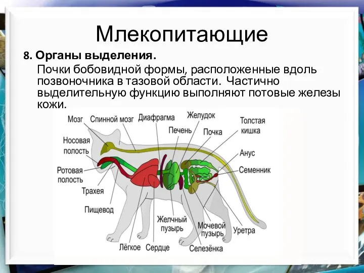 Млекопитающие 8. Органы выделения. Почки бобовидной формы, расположенные вдоль позвоночника в тазовой