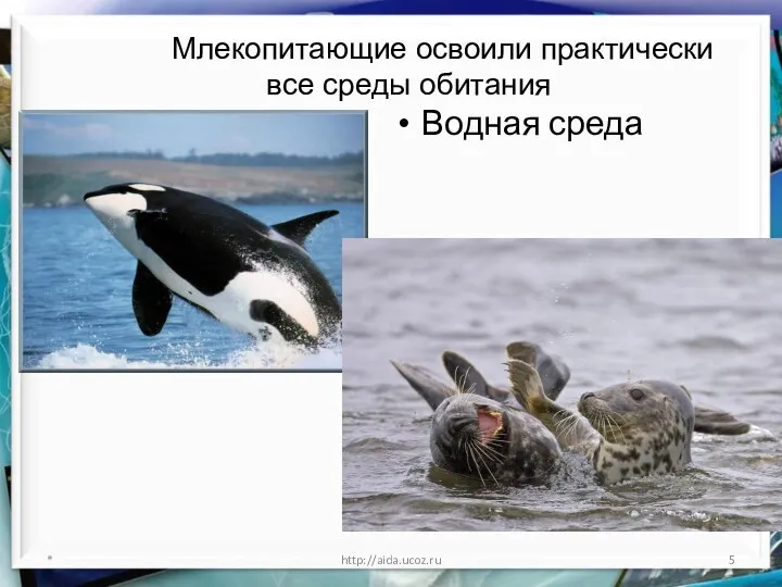 Водная среда * http://aida.ucoz.ru Млекопитающие освоили практически все среды обитания водная среда обитания