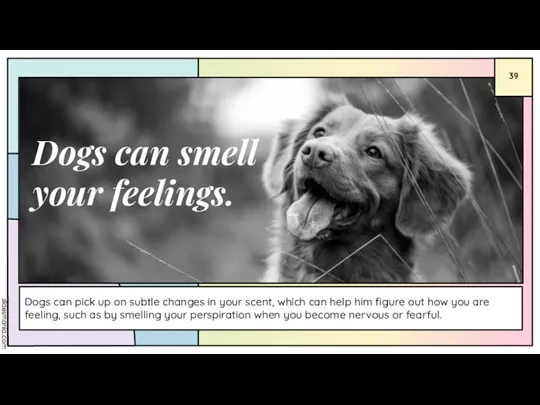 Dogs can smell your feelings. Dogs can pick up on subtle changes