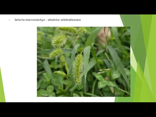 Setaria macrostachya - włośnica wielkokłosowa