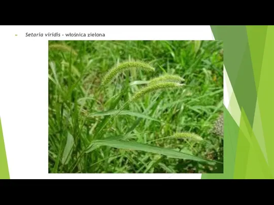 Setaria viridis - włośnica zielona