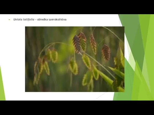 Uniola latifolia - obiedka szerokolistna