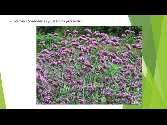 Verbena bonariensis – przetacznik patagoński