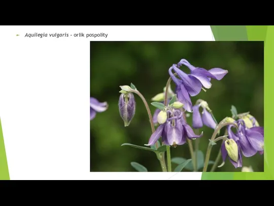 Aquilegia vulgaris - orlik pospolity