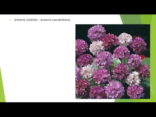 Armeria latifolia – armeria szerokolistna