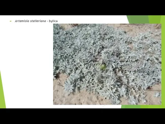 Artemisia stelleriana – bylica