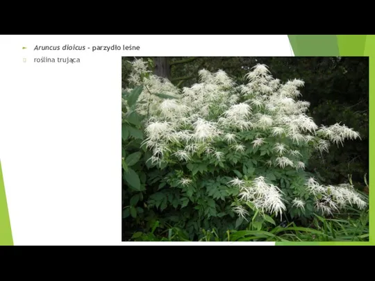 Aruncus dioicus - parzydło leśne roślina trująca