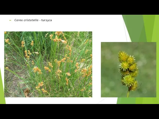 Carex cristatella – turzyca