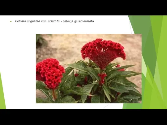 Celosia argentea var. cristata - celozja grzebieniasta