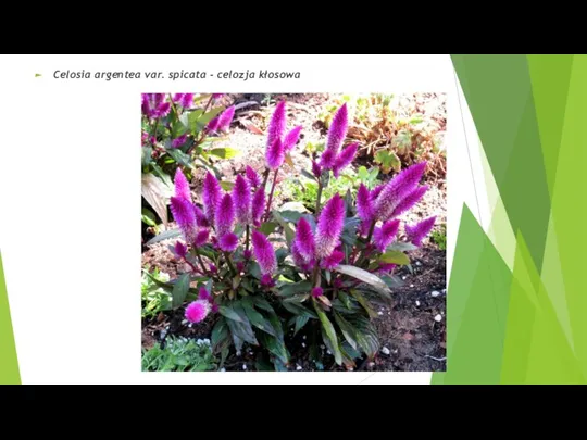 Celosia argentea var. spicata - celozja kłosowa