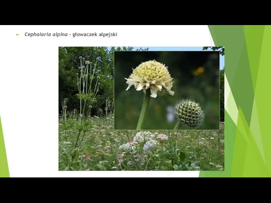 Cephalaria alpina – głowaczek alpejski