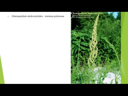 Chenopodium ambrosioides - komosa piżmowa