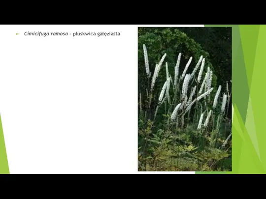 Cimicifuga ramosa - pluskwica gałęziasta