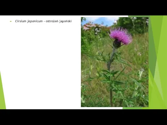 Cirsium japonicum - ostrożeń japoński