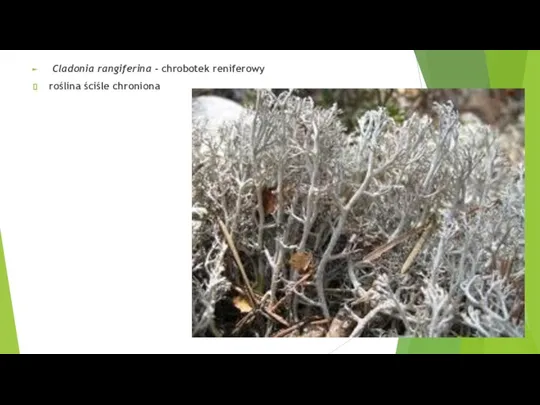 Cladonia rangiferina - chrobotek reniferowy roślina ściśle chroniona