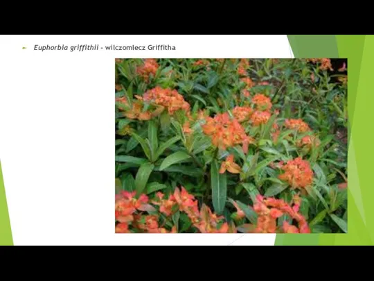 Euphorbia griffithii - wilczomlecz Griffitha