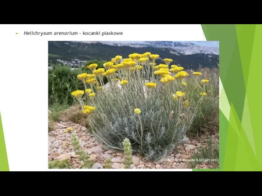 Helichrysum arenarium - kocanki piaskowe