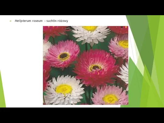 Helipterum roseum - suchlin różowy