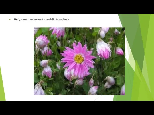Helipterum manglesii - suchlin Mangleza
