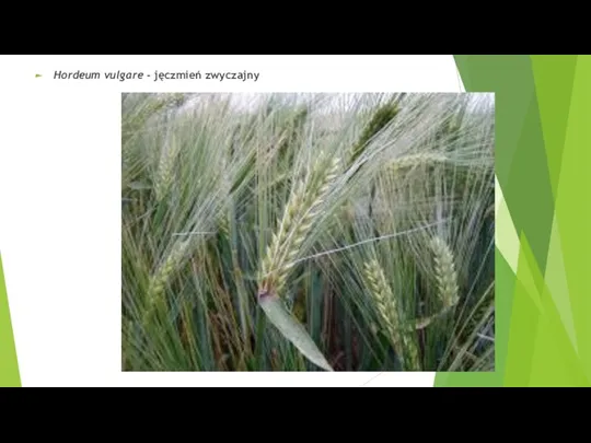 Hordeum vulgare - jęczmień zwyczajny