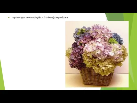 Hydrangea macrophylla - hortensja ogrodowa
