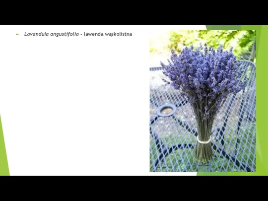 Lavandula angustifolia - lawenda wąskolistna