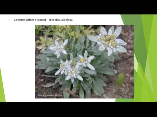 Leontopodium alpinum - szarotka alpejska