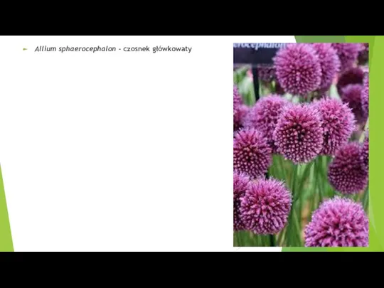 Allium sphaerocephalon – czosnek główkowaty
