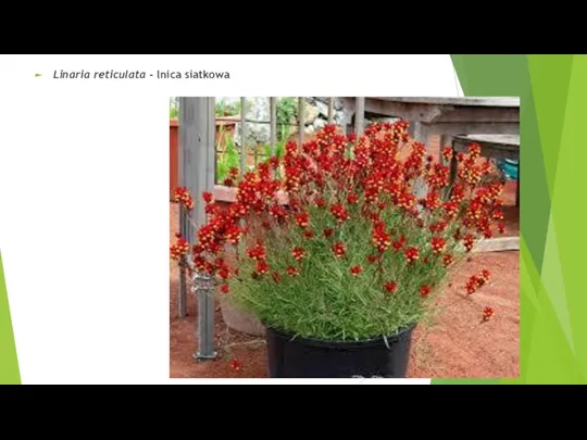 Linaria reticulata - lnica siatkowa