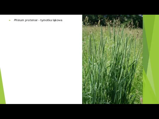 Phleum pratense - tymotka łąkowa