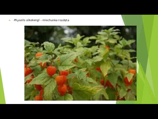 Physalis alkekengi - miechunka rozdęta