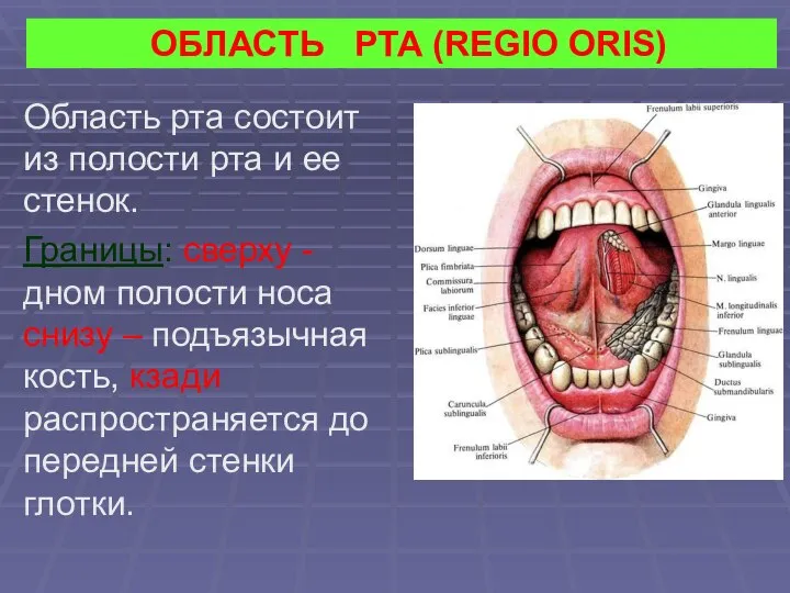 ОБЛАСТЬ РТА (REGIO ORIS) Область рта состоит из полости рта и ее