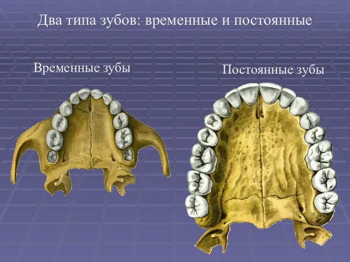 Временные зубы Постоянные зубы Два типа зубов: временные и постоянные