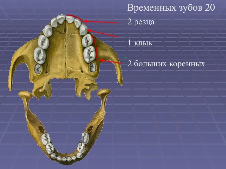 Временных зубов 20 2 резца 1 клык 2 больших коренных